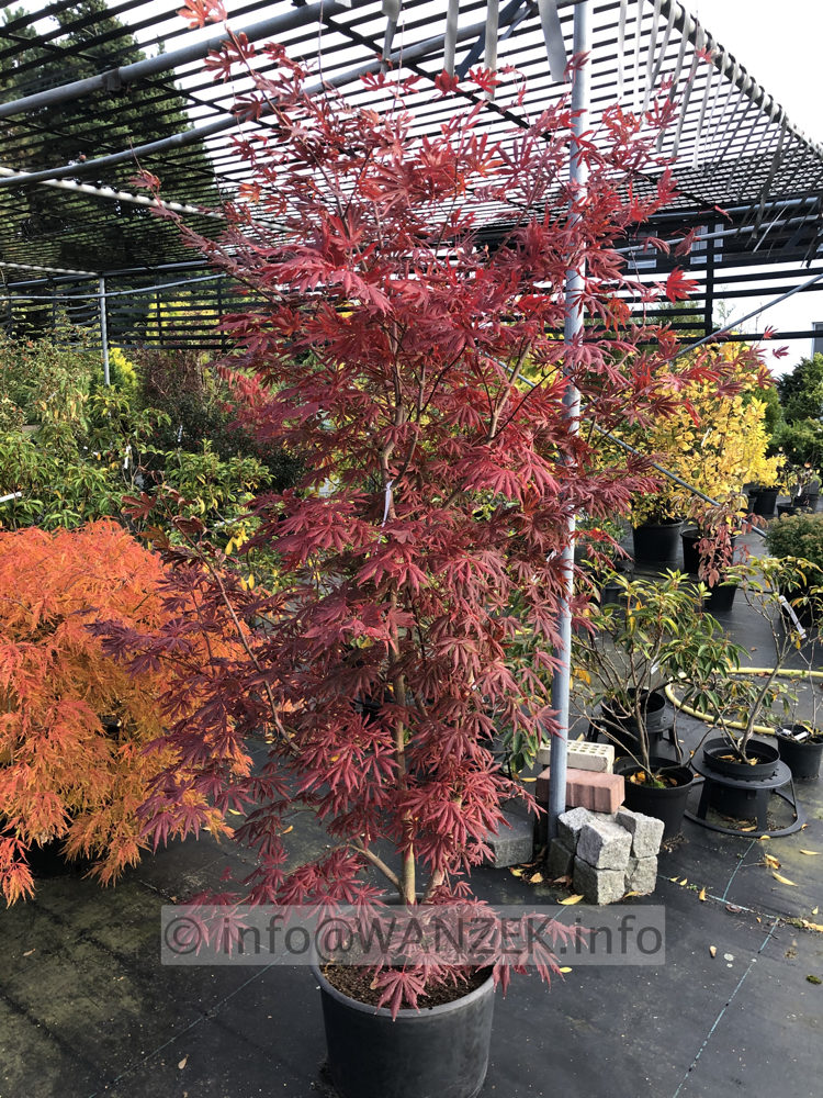 Acer shirasawanum Yasemin - Herbst 02.JPG
